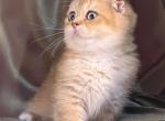 Scottish Kilt Apricot - Munchkin Kitten For Sale - Roswell&comma; GA&comma; US