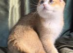 April - Scottish Fold Kitten For Sale - Roswell&comma; GA&comma; US
