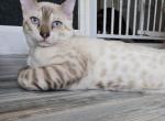 Sammy - Bengal Kitten For Sale - 