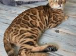 Dale - Bengal Kitten For Sale - GA&comma; US