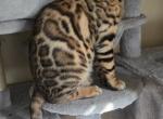Chip - Bengal Kitten For Sale - 