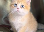 Angus - Scottish Straight Kitten For Sale - Roswell&comma; GA&comma; US