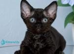 Jolly - Minskin Kitten For Sale - Hollywood&comma; FL&comma; US