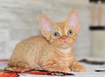 Zorro - Minskin Kitten For Sale - Hollywood&comma; FL&comma; US