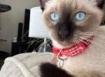 ONE FEMALE CHOCOLATE POINT SIAMESE - Siamese Kitten For Sale - Philadelphia&comma; PA&comma; US