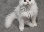 All White Dollface Persian Kitten - Persian Kitten For Sale - Parma&comma; OH&comma; US