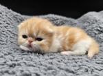 Einstein - Exotic Kitten For Sale - Bois D Arc&comma; MO&comma; US