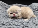 Darwin - Exotic Kitten For Sale - Bois D Arc&comma; MO&comma; US