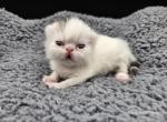 Watson - Exotic Kitten For Sale - Bois D Arc&comma; MO&comma; US