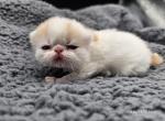 Newton - Exotic Kitten For Sale - Bois D Arc&comma; MO&comma; US