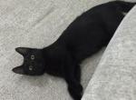 Puma - Bombay Kitten For Adoption - Framingham&comma; MA&comma; US