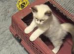 Ragdoll - Ragdoll Kitten For Sale - Tucson&comma; AZ&comma; US