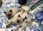 Siamese Mix Kittens - Siamese Kitten For Sale - Staten Island&comma; NY&comma; US
