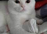 Scottish fold Leo - Scottish Fold Cat For Sale - Brooklyn&comma; NY&comma; US