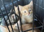 Kitty - Domestic Kitten For Adoption - Saint Paul&comma; MN&comma; US
