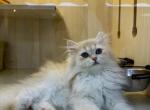 Ollie - British Shorthair Kitten For Sale - Manhattan&comma; NY&comma; US