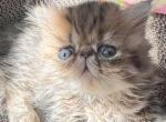 Freckles - Ragdoll Kitten For Sale - Chicago&comma; IL&comma; US