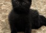 Chyvi - Scottish Fold Kitten For Sale - Philadelphia&comma; PA&comma; US
