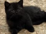 Chyvi - Scottish Fold Kitten For Sale - Philadelphia&comma; PA&comma; US