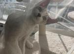Coca Cola - Devon Rex Kitten For Sale - Newark&comma; CA&comma; US