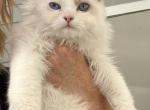 Blue eyes Snowboy - Ragdoll Kitten For Adoption - Auburn&comma; WA&comma; US