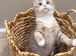 Adam - British Shorthair Kitten For Sale - Queens&comma; NY&comma; US