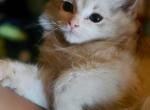 Pi pi - Ragdoll Kitten For Sale - Alta Loma&comma; CA&comma; US