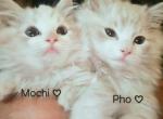 Mochi - Ragdoll Kitten For Sale - Alta Loma&comma; CA&comma; US