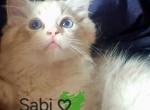 Sabi - Ragdoll Kitten For Sale - Alta Loma&comma; CA&comma; US
