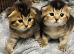 Sam - Scottish Fold Kitten For Sale - 