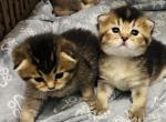 Gabi kitten - Scottish Straight Kitten For Sale - Bradenton&comma; FL&comma; US