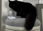Sweet black Persian angel baby - Persian Kitten For Sale - 