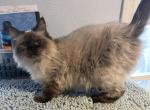 Lillyanne - Ragamuffin Cat For Sale - Salem&comma; OR&comma; US