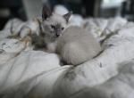 Dylan blue point Siamese - Siamese Kitten For Sale - Charlotte&comma; NC&comma; US