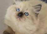 Beautiful ragdoll and cherubim kittens - Ragdoll Kitten For Sale - Hiawatha&comma; IA&comma; US