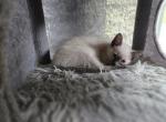 Colin blue point Siamese kitten - Siamese Kitten For Sale - Charlotte&comma; NC&comma; US