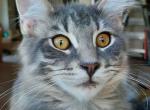 Hazel Big Purebred Male Maine Coon - Maine Coon Kitten For Sale - 