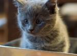 Adorable Russian Blues - Russian Blue Kitten For Sale - Rockford&comma; IL&comma; US