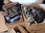 Cat Astro phe - American Shorthair Cat For Adoption - 