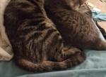 CatastroPhe - Domestic Cat For Adoption - GR&comma; MI&comma; US