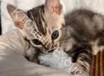 TICA registered Bengal kittens - Bengal Kitten For Sale - Fenton&comma; MI&comma; US