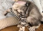 TICA registered Bengal kittens - Bengal Kitten For Sale - Fenton&comma; MI&comma; US