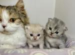 Camilla babies - Minuet Kitten For Sale - 