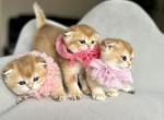 Stacy litter 1 - Scottish Fold Kitten For Sale - 