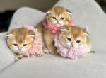 Stacy litter 1 - Scottish Fold Kitten For Sale - 