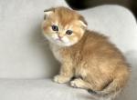 Kartoshechka - Scottish Fold Kitten For Sale - 
