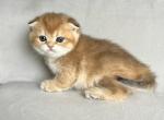 Potato - Scottish Fold Kitten For Sale - Kent&comma; WA&comma; US