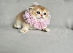 Moka - Scottish Fold Kitten For Sale - Kent&comma; WA&comma; US