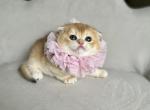Moka - Scottish Fold Kitten For Sale - 