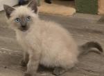 Blue point female and seal females - Siamese Kitten For Sale - Deer Park&comma; IL&comma; US